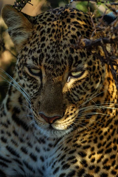 Vista Panorâmica Leopardo Savana Namíbia — Fotografia de Stock