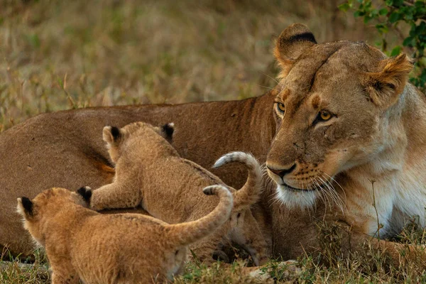 纳米比亚大草原上的豹子风景 — 图库照片
