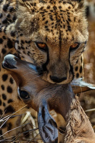 在非洲纳米比亚大草原上吃黑斑羚猎物的猎豹 — 图库照片