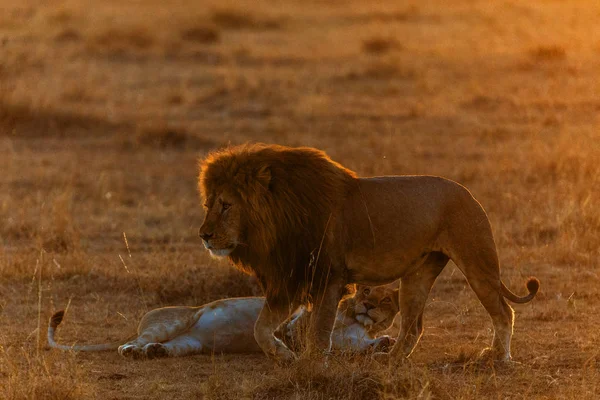 Aslanlar Akşam Savannah Çiftleşme Çifti — Stok fotoğraf