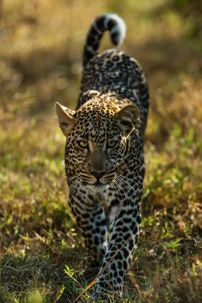 Vista Panorámica Del Leopardo Sabana Namibia — Foto de Stock