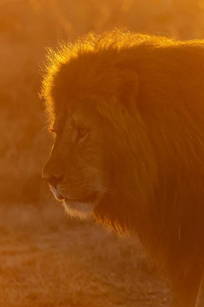 Lion Adulte Dans Savane — Photo