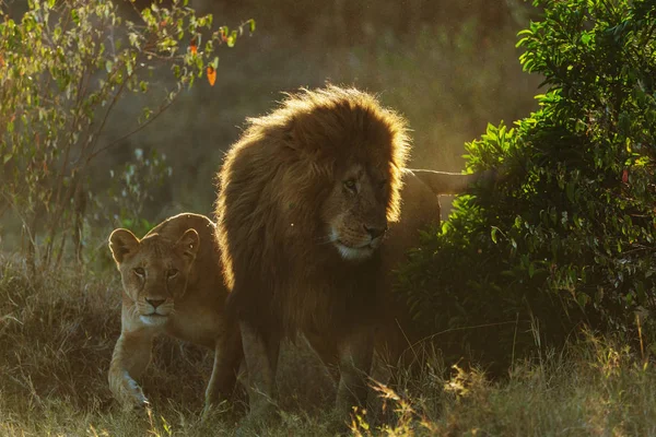 Paire Lions Accouplement Dans Savane Soir — Photo