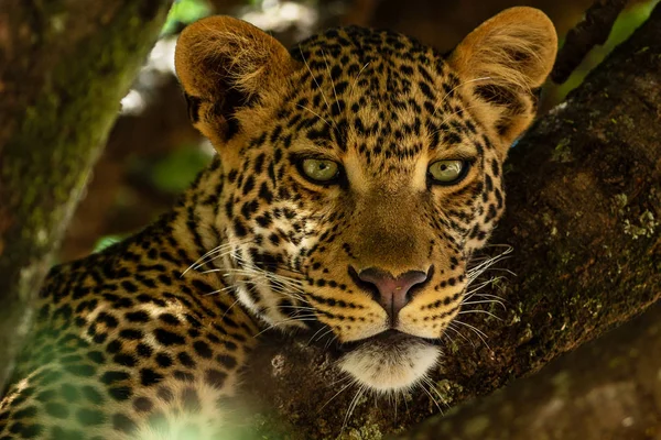 Vista Panorâmica Leopardo Savana Namíbia — Fotografia de Stock