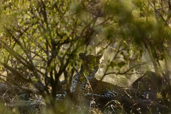 Vista Panoramica Del Leopardo Savana Namibia — Foto Stock