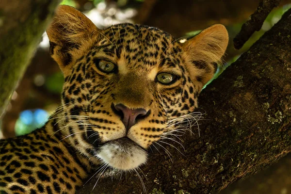 Festői Kilátást Leopard Savannah Namíbia — Stock Fotó
