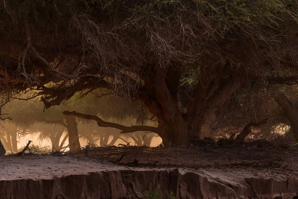 Malerische Natur Afrikas Großer Ausladender Baum — Stockfoto