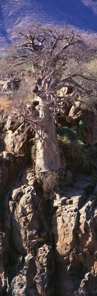 Malebná Příroda Afriky Velký Mrtvý Košatý Strom — Stock fotografie