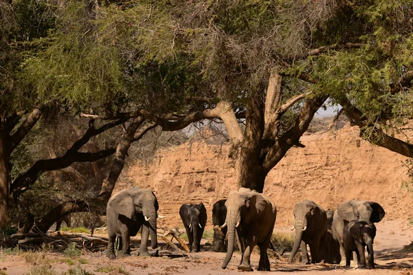 Vista Panorâmica Rebanho Elefantes África — Fotografia de Stock