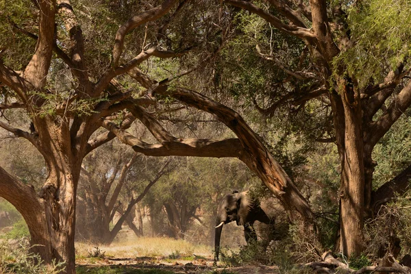 Porträt Eines Grauen Afrikanischen Elefanten Unter Einem Großen Baum — Stockfoto