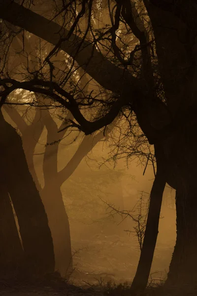 Malerische Natur Afrikas Große Sich Ausbreitende Bäume — Stockfoto