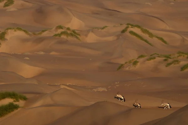 Belas dunas do deserto no pôr do sol — Fotografia de Stock