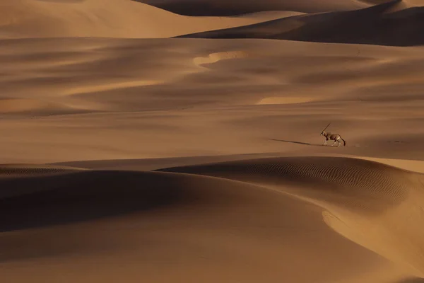Όμορφη στους αμμόλοφους της ερήμου στο ηλιοβασίλεμα — Φωτογραφία Αρχείου