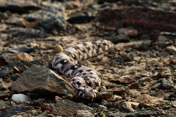 クロールのヘビ アフリカのエキゾチックな動物自然 — ストック写真