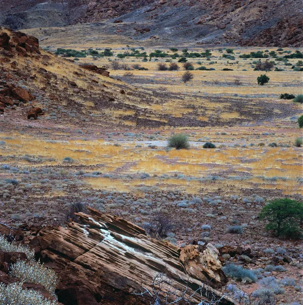 Picturesque Nature Africa Savannah Landscape — Stock Photo, Image