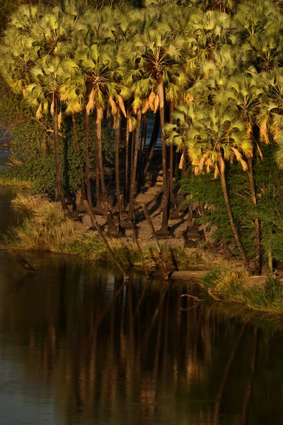 Malerische Natur Afrikas Bäume Wachsen Ufer Des Flusses — Stockfoto