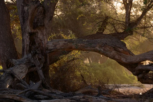 Nature Pittoresque Afrique Grand Arbre Propagation — Photo