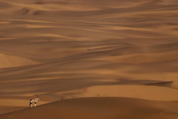 Belles dunes du désert au coucher du soleil — Photo