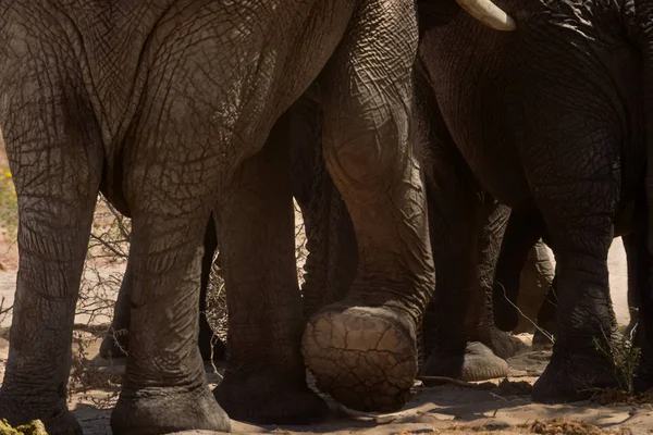 Vue Panoramique Troupeau Éléphants Afrique — Photo