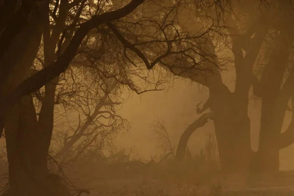 Nature Pittoresque Afrique Grands Arbres Étalés Photos De Stock Libres De Droits