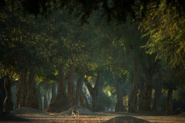 Akşam ormanında Monkeys ailesi