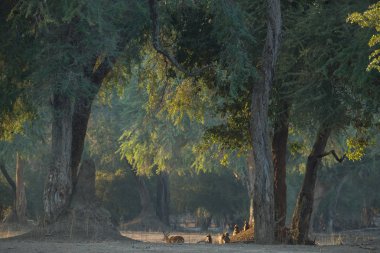 Akşam ormanında Monkeys ailesi