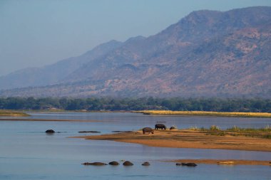 Savana nehir kenarında su aygırları grubu