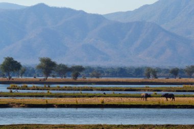 Bizonlar savana nehir kenarında otluyor