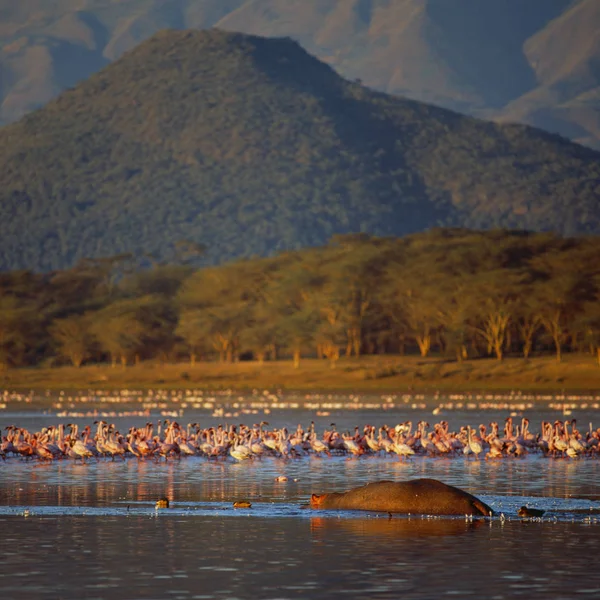 Paisagem Pôr Sol Beira Rio Com Flamingos Cor Rosa — Fotografia de Stock