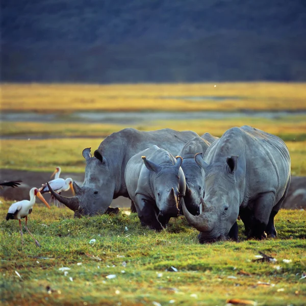 Cigognes Rhinocéros Pâturant Bord Rivière — Photo