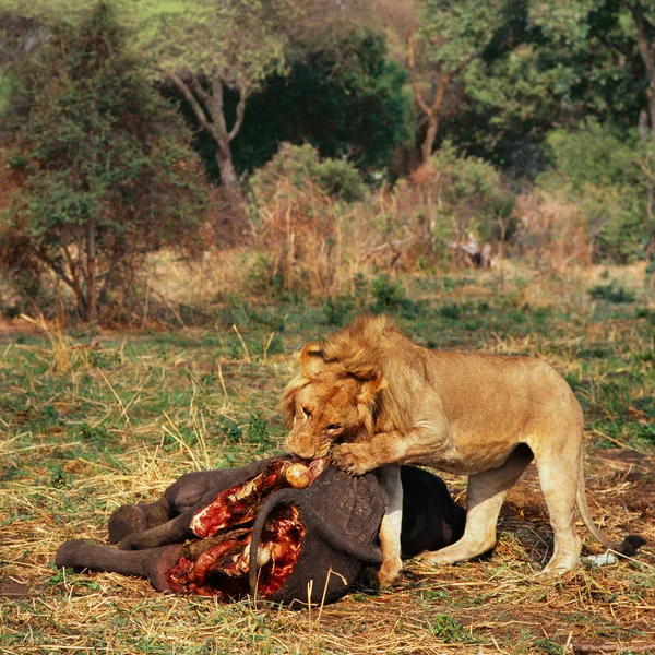 Νεαρό Λιοντάρι Τρώει Νεκρό Ελέφαντα — Φωτογραφία Αρχείου