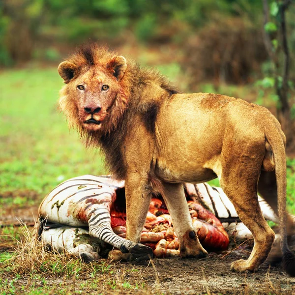 Vue Rapprochée Lion Mangeant Zèbre Mort — Photo