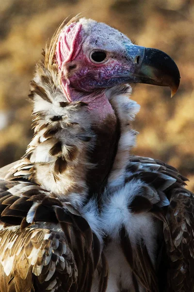 Akbaba Yakın Çekim Portresi — Stok fotoğraf