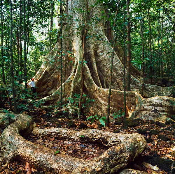 Paysage Jungle Gabon Afrique — Photo