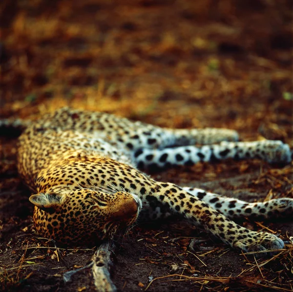 Young Leopard Resting Ground — Stock Photo, Image