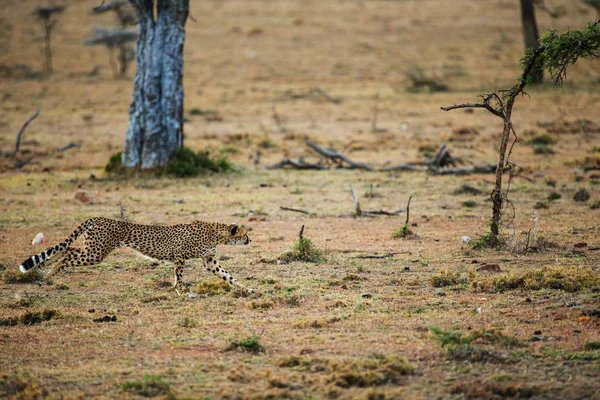 Gepard Portréja Természetes Élőhelyükön — Stock Fotó