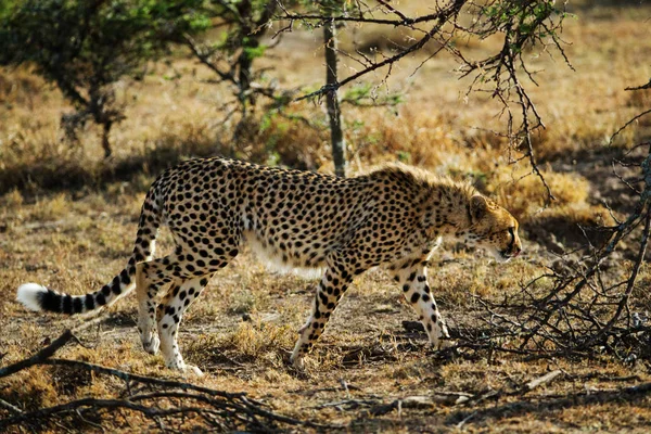 Portret Gepard Naturalnym Środowisku — Zdjęcie stockowe