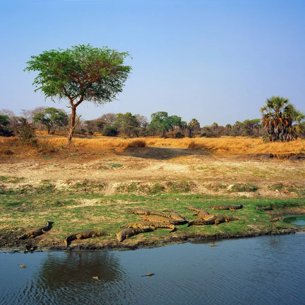Nehir Kıyısında Dinlenen Timsahlar — Stok fotoğraf