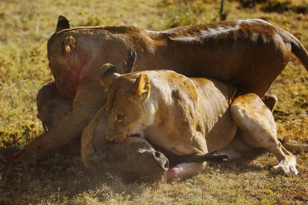 サバンナでイノシシを殺して食べる2匹の若いライオン — ストック写真