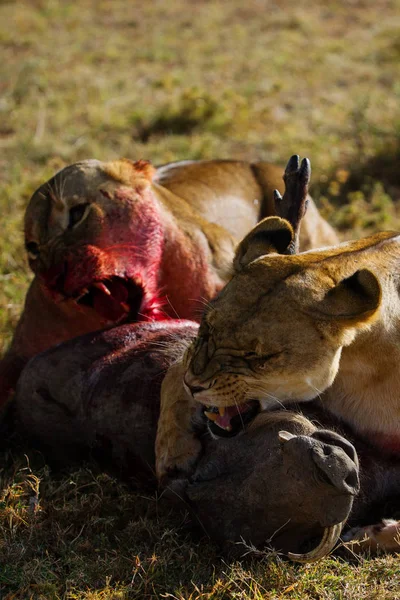 Two Young Lionesses Killing Eating Wild Boar Savannah — Stock Photo, Image