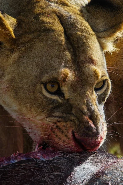 Closeup Bloody Lioness Eating Prey — Stock Photo, Image