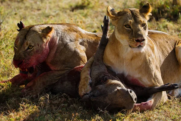 Dos Jóvenes Leonas Matando Comiendo Jabalíes Savannah —  Fotos de Stock