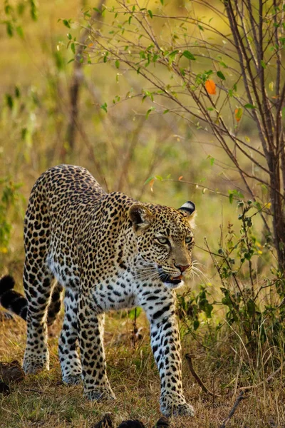 Tehlikeli Benekli Büyük Leopar Avarıyor — Stok fotoğraf