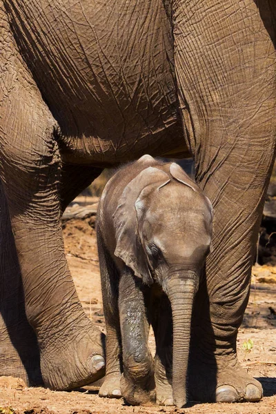 Vista Próxima Bezerro Elefante Recém Nascido Beira Rio — Fotografia de Stock