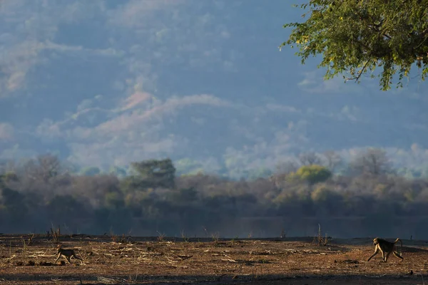 Singes Marchant Dans Forêt Soirée — Photo