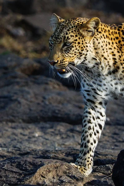 Nebezpečný Spatřen Velký Leopard Hledaje Kořist — Stock fotografie