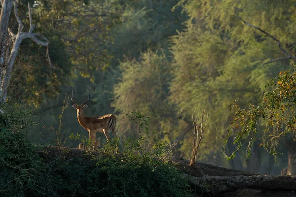 Group Antelopes Evening Forest — Stock Photo, Image