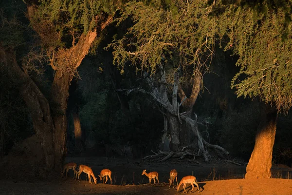 Antilopengruppe Abendwald — Stockfoto