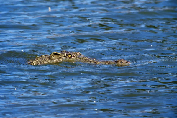 Alligator Simning Klart Flodvatten — Stockfoto