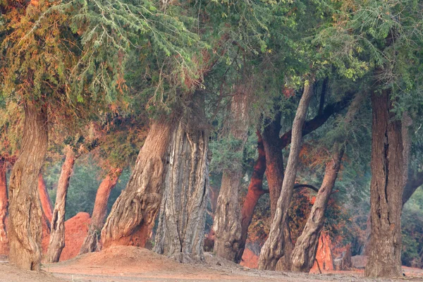 Paesaggio Della Giungla Gabon Africa — Foto Stock